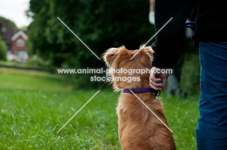 Nova Scotia Duck Tolling Retriever with owner