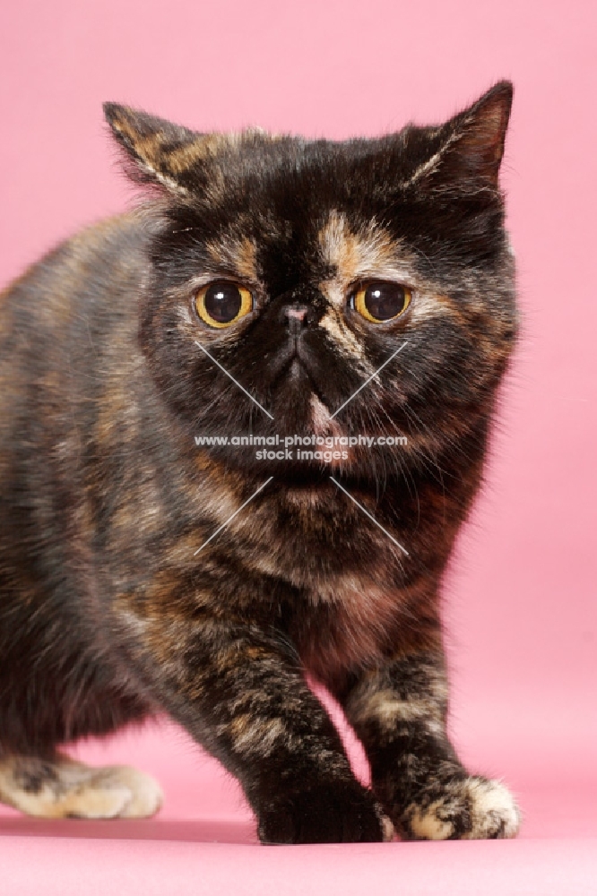 tortoiseshell Exotic Shorthair cat, looking away