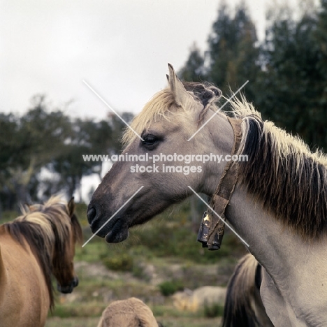 sorraia pony mare with bell on collar in portugal