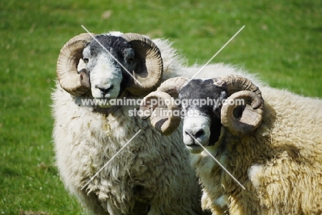 two Scottish blackface rams