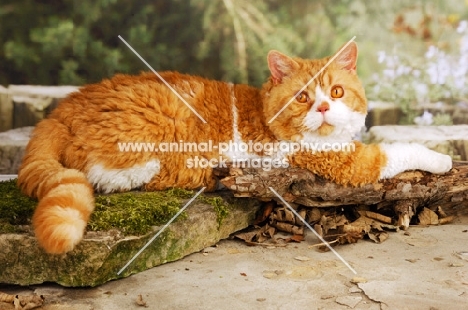 red and white selkirk rex