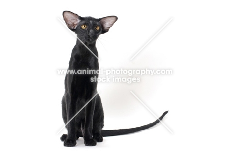 black Oriental Shorthair, front view