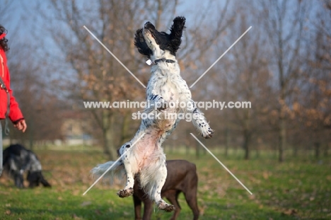 black and white English Springer Spaniel jumping