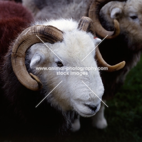 herdwick ram, head study