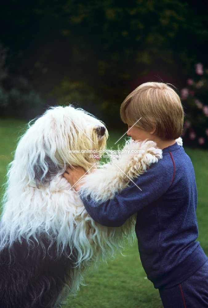 old english sheepdog with paws on shoulders of boy