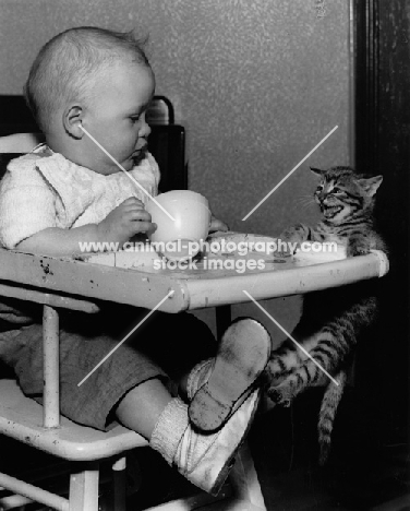 baby in highchair looking at naughty kitten