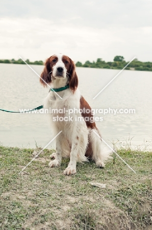 Irish red and white setter sitting near lake