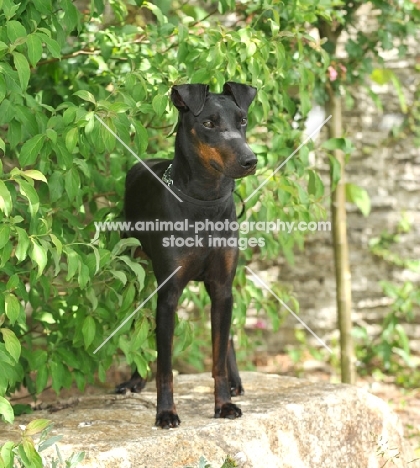 Manchester Terrier standing in greenery