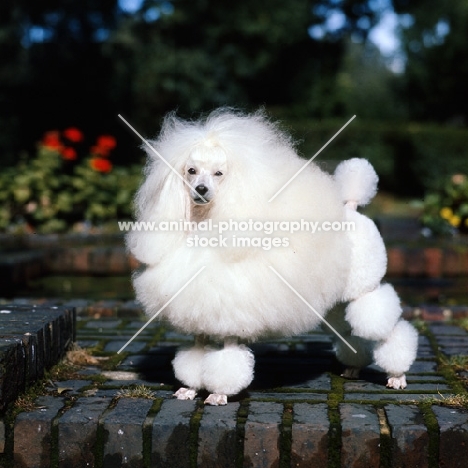 miniature poodle in lion clip