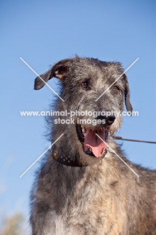 Irish Wolfhound portrait