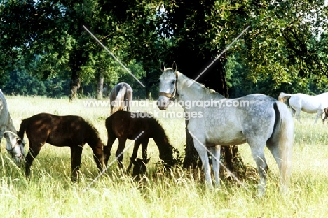 lipizzaner mare, with foals, standing in shade beneath tree at lipica