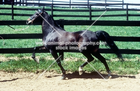 roadster pony, trotting in paddock in usa