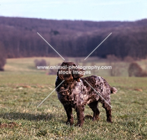 racker von kranichsee  wachtelhund standing on grass on the hillside looking back