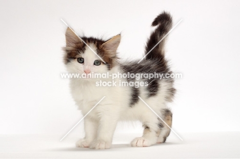 Brown Tabby & White Norwegian Forest kitten