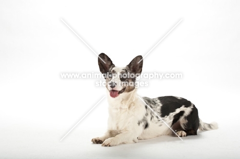 Corgi in studio