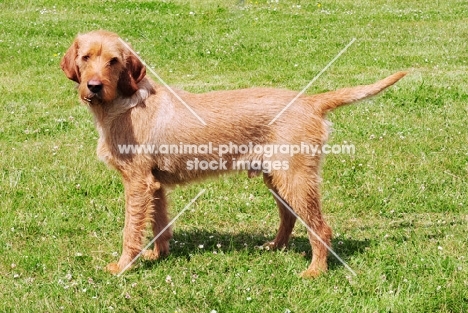 Griffon Fauve de Bretagne, world cahmpion