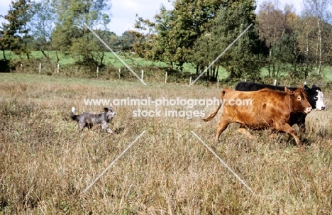 cross bred sheepdog working cattle