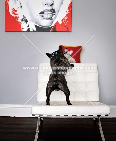 French Bulldog standing on seat, back view