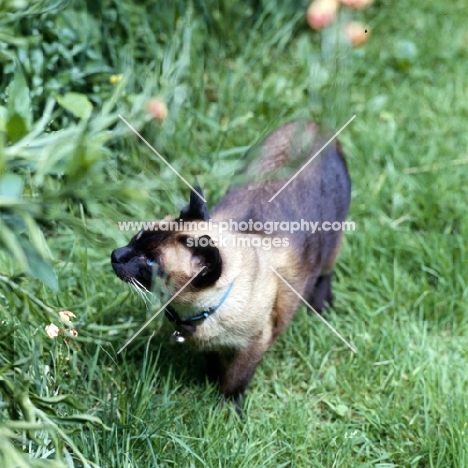 old style siamese cat, seal point 