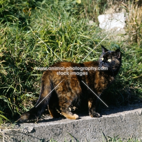 champion kita's dandelion, tortoiseshell short hair cat