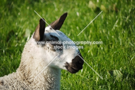 young Bluefaced Leicester sheep profile