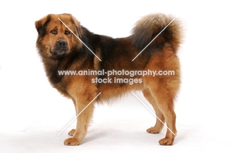 Australian Champion Tibetan Mastiff