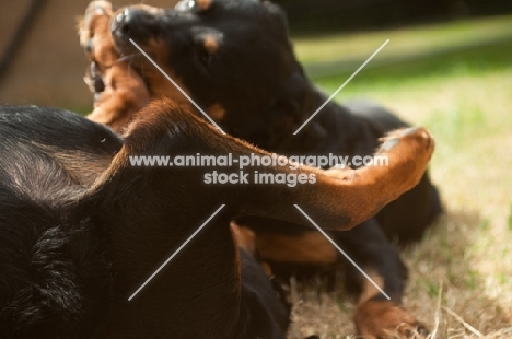 young rottweiler biting leg of another rottweiler