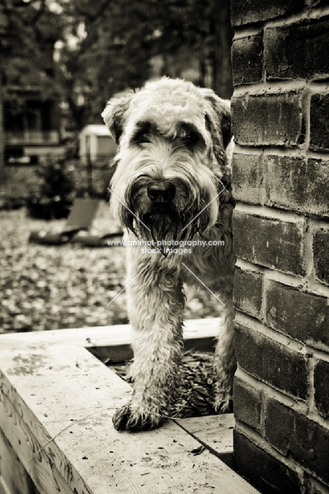 soft coated wheaten terrier peaking around corner