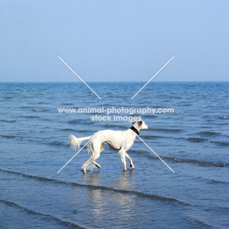 wet saluki walking into sea