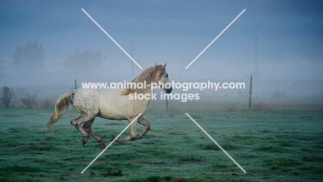 Andalusian galloping