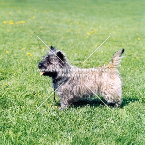 cairn terrier side view
