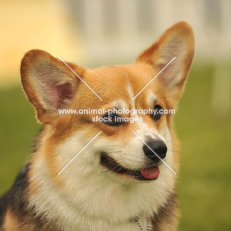 Corgi