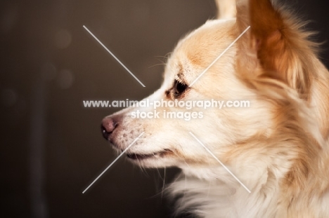 Chihuahua profile