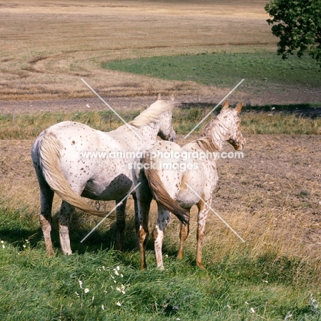 knabstrup mare and foal rear view
