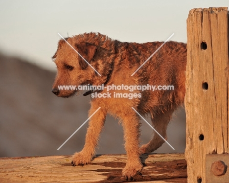 Fell Terrier on fence