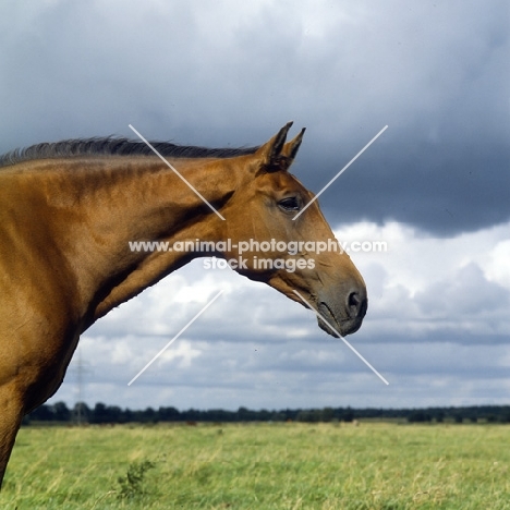 Holstein Old Type mare head and shoulders