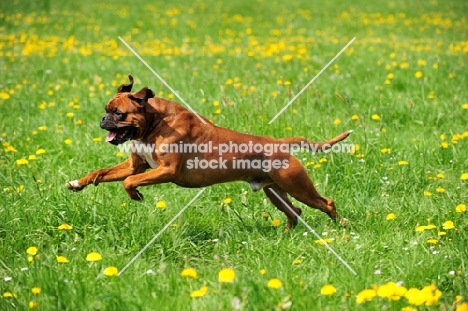 undocked Boxer running in field