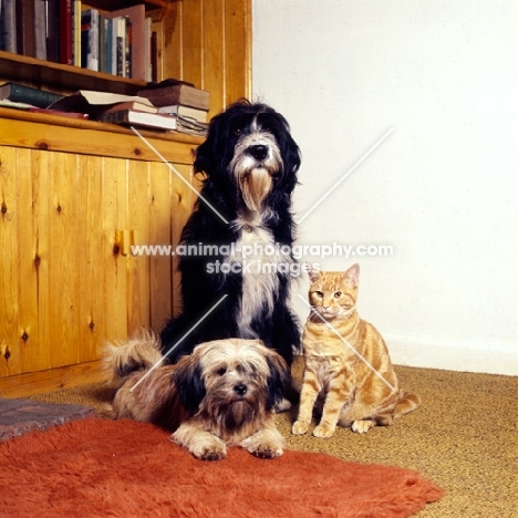 two dogs and a cat together indoors