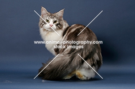 Silver Classic Tabby & White Maine Coon