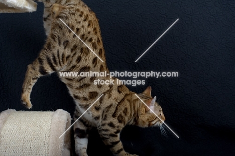 Bengal male cat walking down from a scratch post