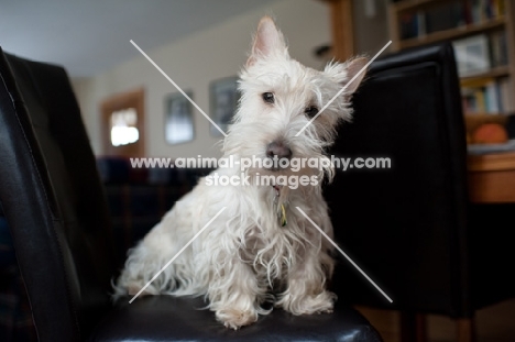 Shaggy wheaten Scottish Terrier sitting on chair.