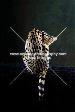 Serval back view