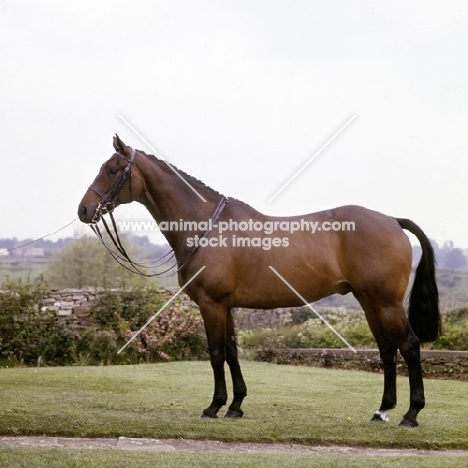 monbra, famous winning hunter, posed