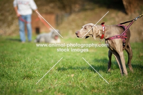 curious weimaraner wearing harness pulling on lead