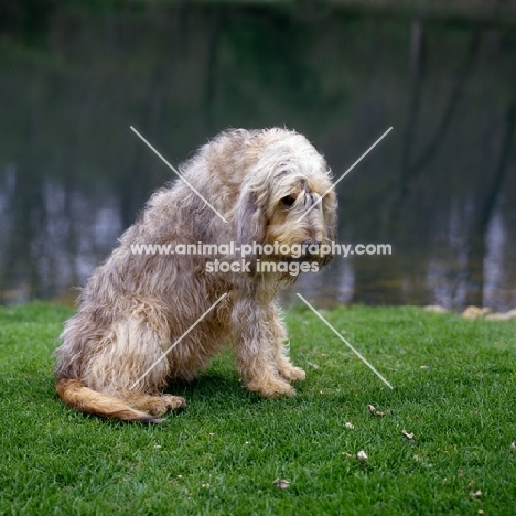 champion otterhound sitting on grass