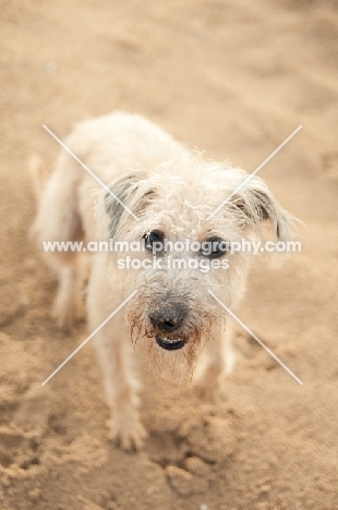 Lurcher on sand