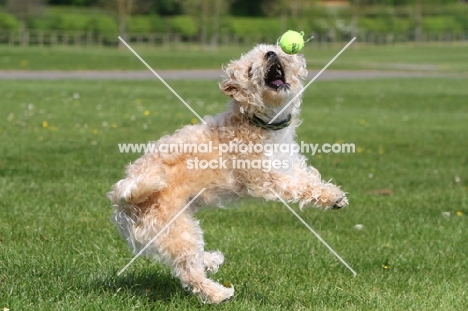 Cross bred dog catching ball