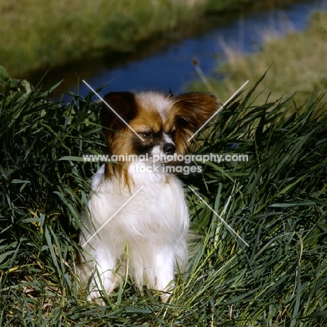 papillon sitting in high grass, dremas double maxim at sunshoo