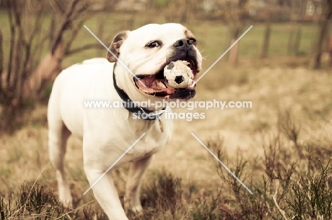 American Bulldog with toy