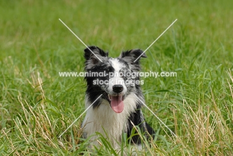 Australian Shepherd dog amongst grass